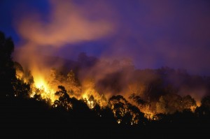 forest fire at night
