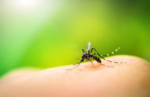 How to avoid the Zika virus