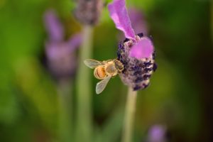 Simple Ways to Avoid Bee Stings