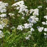 4 Common Medicinal Plants for Treating Physical Injuries that You Can Find in the Wild